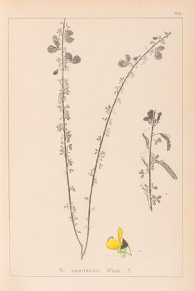 Herbier de la flore française Pl.0172