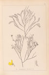 Herbier de la flore française Pl.0173