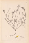 Herbier de la flore française Pl.0174