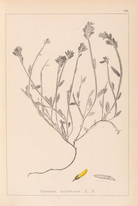 Herbier de la flore française Pl.0174