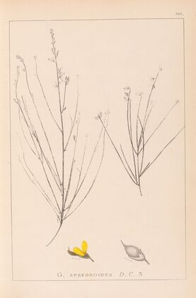 Herbier de la flore française Pl.0175