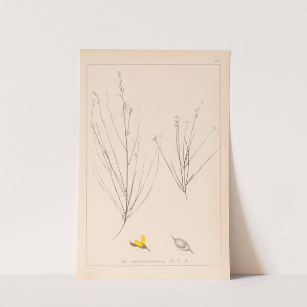 Herbier de la flore française Pl.0175 by Louis Antoine Cusin