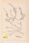 Herbier de la flore française Pl.0176