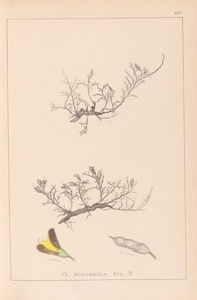 Herbier de la flore française Pl.0177