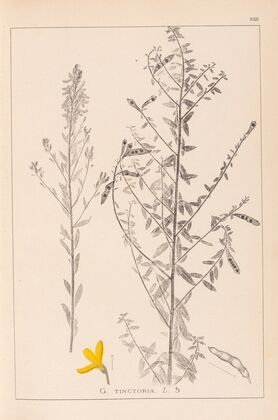 Herbier de la flore française Pl.0178