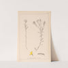 Herbier de la flore française Pl.0179 by Louis Antoine Cusin