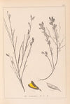 Herbier de la flore française Pl.0180