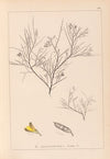 Herbier de la flore française Pl.0181
