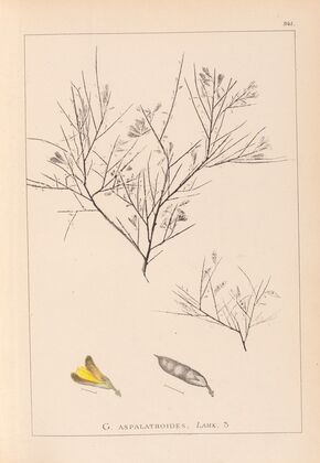 Herbier de la flore française Pl.0181