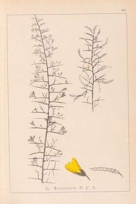 Herbier de la flore française Pl.0182
