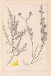 Herbier de la flore française Pl.0184