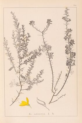 Herbier de la flore française Pl.0184