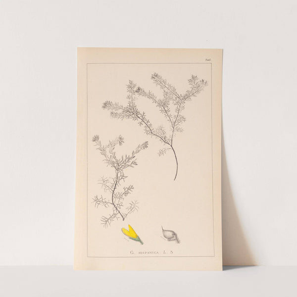 Herbier de la flore française Pl.0186 (1867-1876) by Louis Antoine Cusin