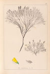 Herbier de la flore française Pl.0187