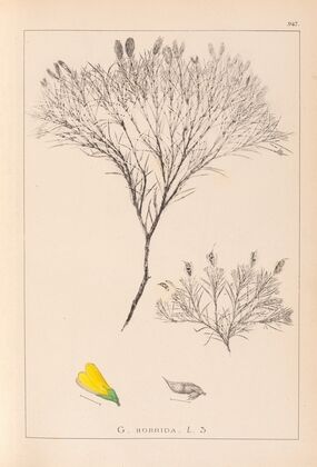 Herbier de la flore française Pl.0187