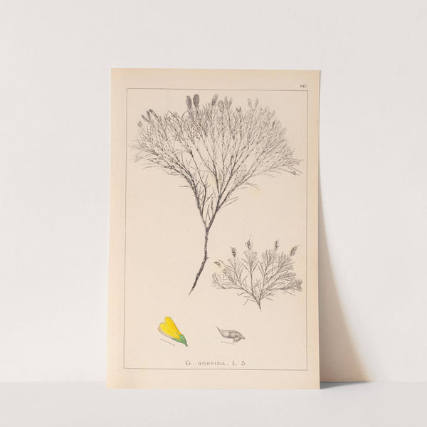 Herbier de la flore française Pl.0187 (1867-1876) by Louis Antoine Cusin