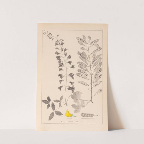 Herbier de la flore française Pl.0192 (1867-1876) by Louis Antoine Cusin