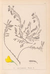 Herbier de la flore française Pl.0194