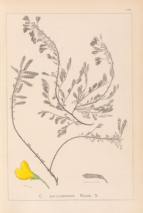 Herbier de la flore française Pl.0194