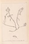 Herbier de la flore française Pl.0195