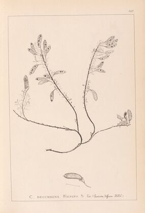 Herbier de la flore française Pl.0195