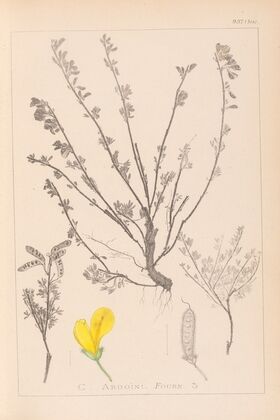Herbier de la flore française Pl.0196
