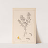 Herbier de la flore française Pl.0199 by Louis Antoine Cusin