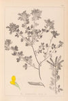 Herbier de la flore française Pl.0200