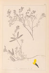 Herbier de la flore française Pl.0201