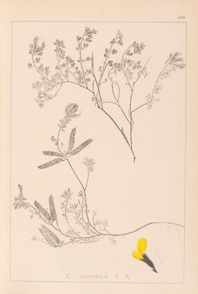 Herbier de la flore française Pl.0201