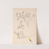 Herbier de la flore française Pl.0201 by Louis Antoine Cusin