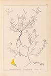 Herbier de la flore française Pl.0202