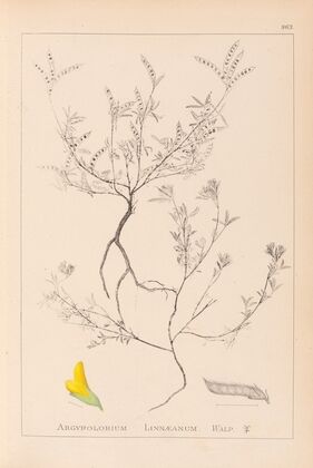 Herbier de la flore française Pl.0202