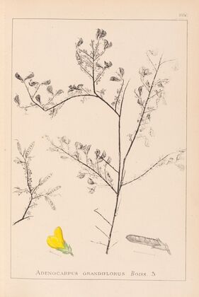 Herbier de la flore française Pl.0203