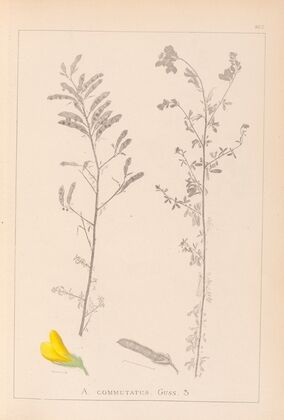 Herbier de la flore française Pl.0204