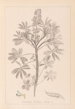 Herbier de la flore française Pl.0206