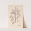 Herbier de la flore française Pl.0206 by Louis Antoine Cusin
