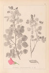 Herbier de la flore française Pl.0210
