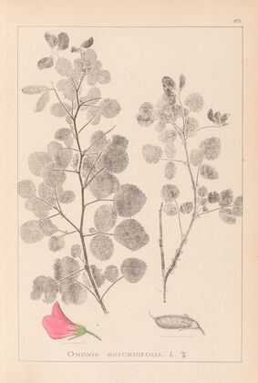 Herbier de la flore française Pl.0210
