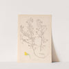 Herbier de la flore française Pl.0213 by Louis Antoine Cusin