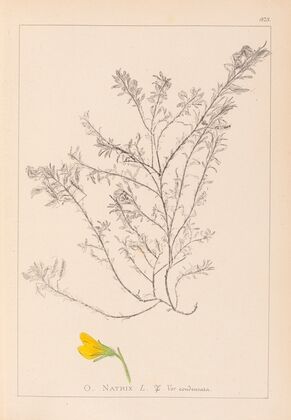 Herbier de la flore française Pl.0214