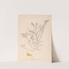 Herbier de la flore française Pl.0214 by Louis Antoine Cusin