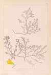 Herbier de la flore française Pl.0215