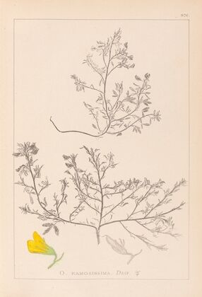 Herbier de la flore française Pl.0215