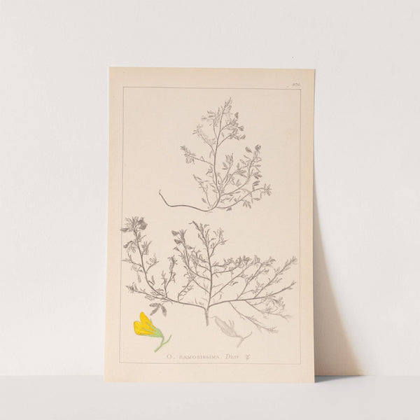 Herbier de la flore française Pl.0215 by Louis Antoine Cusin