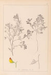 Herbier de la flore française Pl.0216