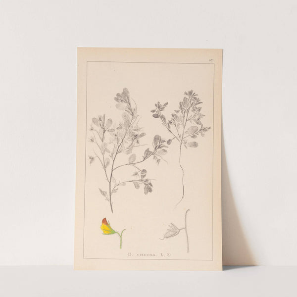 Herbier de la flore française Pl.0216 by Louis Antoine Cusin