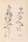 Herbier de la flore française Pl.0217