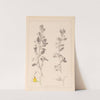 Herbier de la flore française Pl.0217 by Louis Antoine Cusin