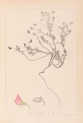Herbier de la flore française Pl.0219